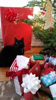 Photo of Slayer the cat near Christmas tree and presents.